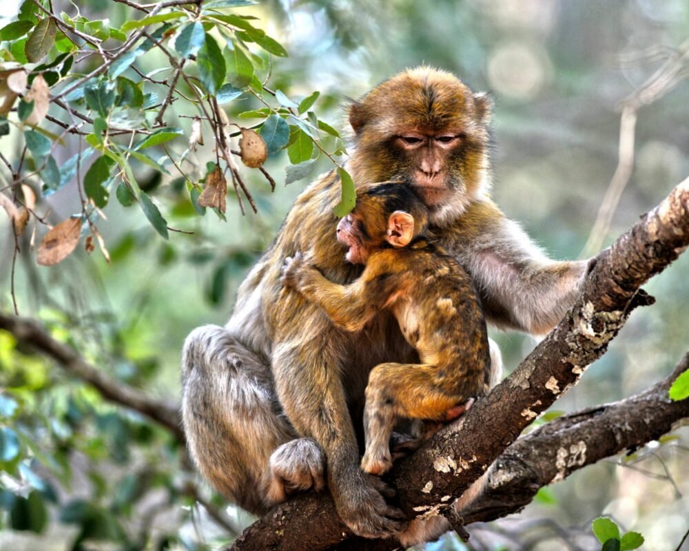 A mother Barbary macaque lovingly holding her baby in Ifrane, Morocco's dense forest.