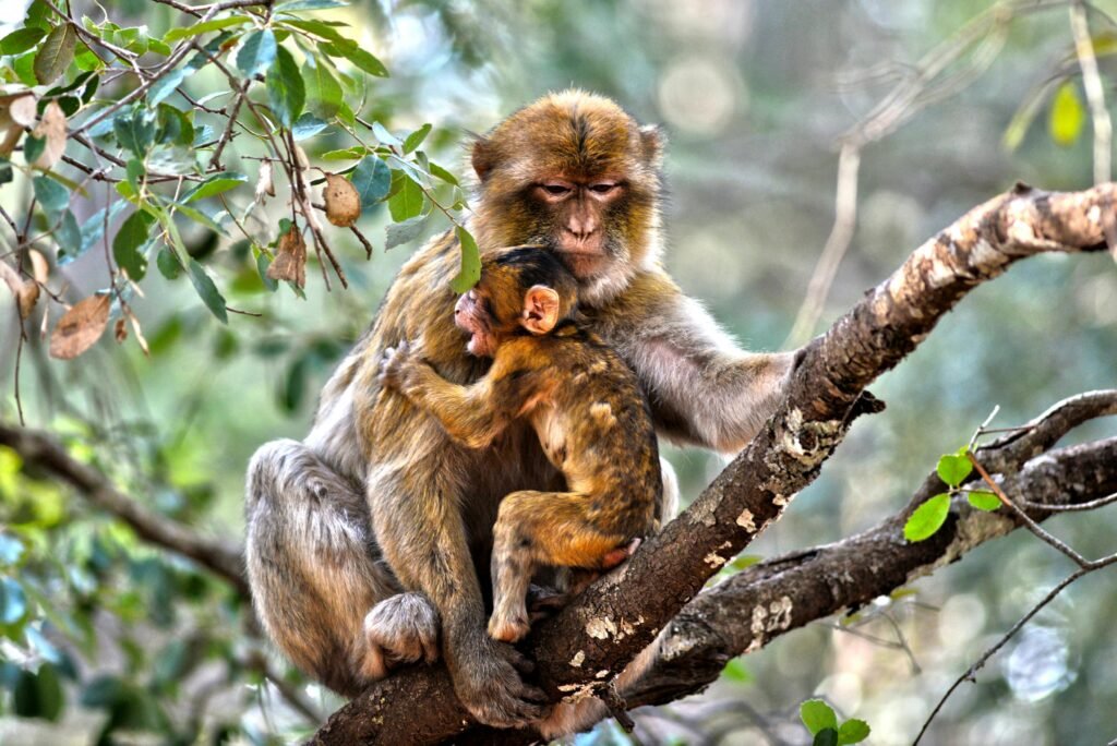 A mother Barbary macaque lovingly holding her baby in Ifrane, Morocco's dense forest.